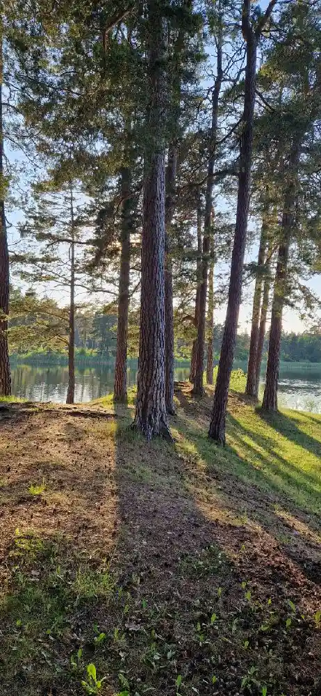 Förtrollande sjöutsikt och rofylld omgivning vid Skogssjö Bad & Camping – naturäventyr och avkoppling i harmoni.