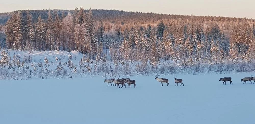 Njut av campinglyx mitt i naturen vid Hedlanda flygplats – frihet, gemenskap och äventyr väntar i Härjedalens vildmark!